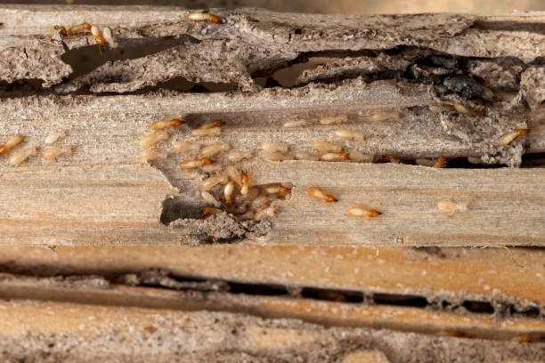 Best Local Pest Control Services  in Arlington, OH