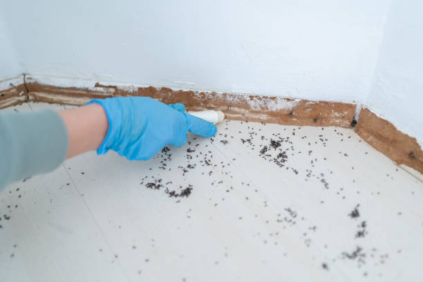 Best Pest Control Near Me  in Arlington, OH